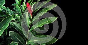 Green leaves with red flower bloom of red ginger Alpinia purpur