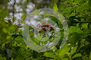 green leaves with red flowers in between