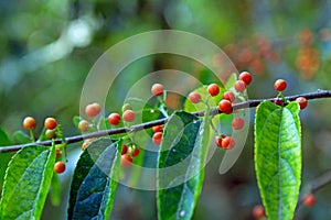 Green leaves and red fruits of Charcoal tree, Trema cannabina