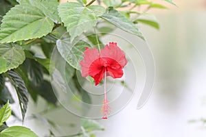 green leaves and red jasmine color flower