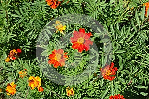 Green leaves and red and yellow flowers of Tagetes patula