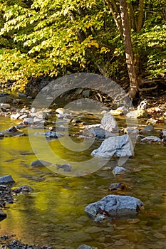 Green Leaves Reflect In Rocky Creek photo