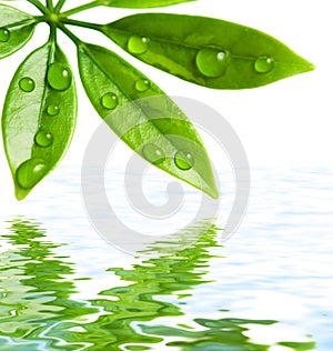 Green leaves reflected in water