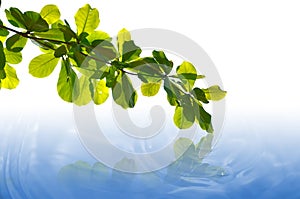 Green Leaves with reflection