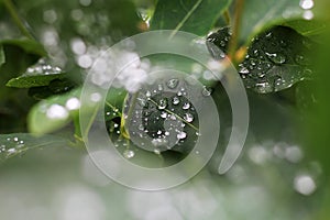 Green leaves right after the rein with some water drops