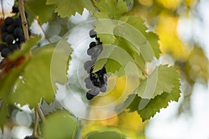 Green leaves and ripening blue grapes in the summer garden