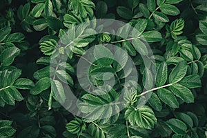 Green leaves of rose hip background. Natural dog-rose textured foliage. Lush blue dark toned canker rose flowers.