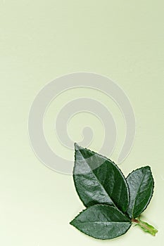 Green leaves of rose plant, nature background, natural leaf element close up