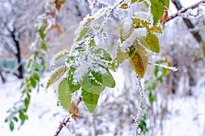 Green leaves of the rosehip are covered with white snow. Frosty winter day