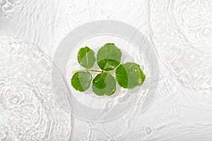 Green leaves roses on blue water background close-up. White texture surface with rings and ripple. Flat lay, top view, copy space