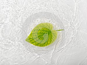 Green leaves roses on blue water background close-up. White texture surface with rings and ripple. Flat lay, top view, copy space