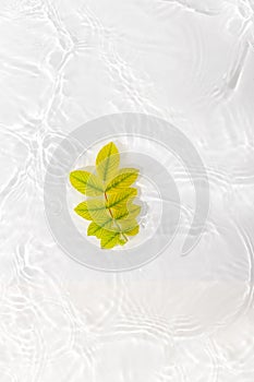 Green leaves roses on blue water background close-up. White texture surface with rings and ripple. Flat lay, top view, copy space
