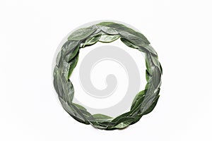 Green leaves in a round frame on a white background