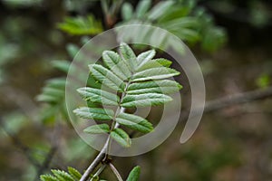 Green leaves of a rowan tree in the forest in spring