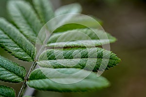 Green leaves of a rowan tree in the forest in spring