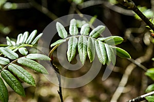 Green leaves of a rowan tree in the forest in spring