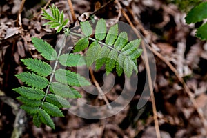 Green leaves of a rowan tree in the forest in spring