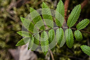 Green leaves of a rowan tree in the forest in spring