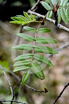 Green leaves of a rowan tree in the forest in spring