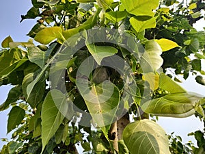 Green Leaves of Sacred Fig Ficus religiosa Outdoor