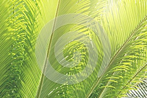 Green Leaves of Sago Cycad Tree Natural Pattern Background