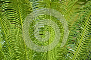 Green leaves of Sago palm Cycas revoluta textured background