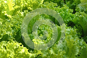 Green leaves of salad on a garden bed.