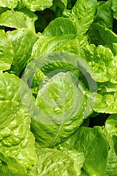 Green leaves of salad with water drops on a garden bed.