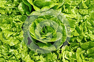 Green leaves of salad with water drops on a garden bed in the sunlight.