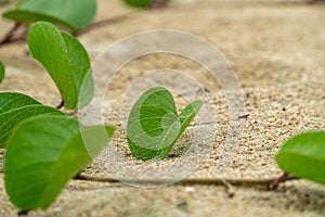 green leaves are on the sandbeach, peaceful and serene.