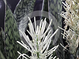 Green leaves of sansevieria flower with a branch of buds closeup. Blooming Sansevieria.