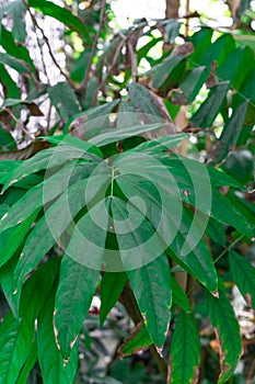 Green leaves of saraca declinata fabaceae tree