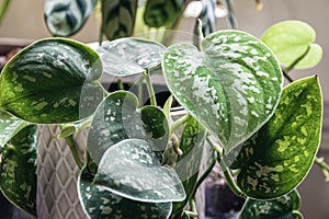 Green leaves of a satin pothos scindapsus pictus houseplant.