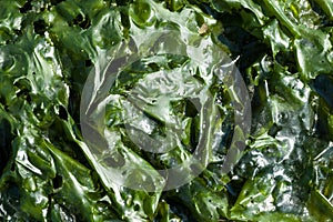 Green leaves of sea lettuce