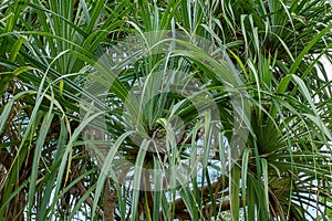 Green leaves of Seashore screwpine tree