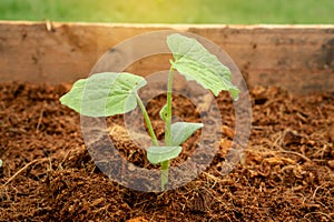 Green leaves seedling or sprout of young pumpkin plant growing on brown coconut shell`s hair soil for vegetable garden