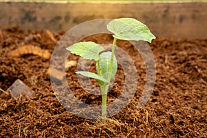 Green leaves seedling or sprout of young pumpkin plant growing on brown coconut shell`s hair soil for vegetable garden