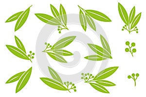Green leaves set. Collection of simple flat eucalyptus leaves. Branches with berries. Design elements for eco and organic bio logo