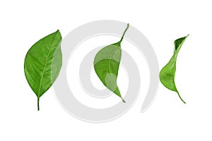 Green leaves set on white background isolated close up, fresh leaf collection, herbal illustration, plant twig, flower branch