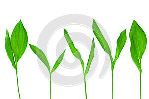 Green leaves set white background isolated closeup, fresh grass, herbal illustration, plant twig, flower branch, tree sprout