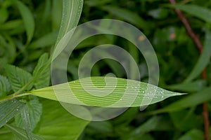 Green leaves of Setaria palmifolia with dew droplets on it