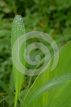 Green leaves of Setaria palmifolia with dew droplets on it