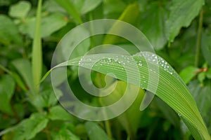 Green leaves of Setaria palmifolia with dew droplets on it