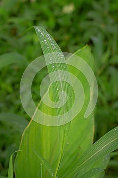 Green leaves of Setaria palmifolia with dew droplets on it