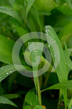 Green leaves of Setaria palmifolia with dew droplets on it