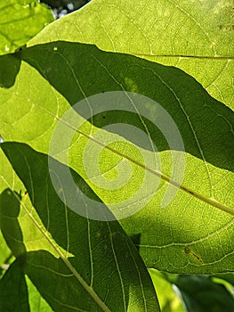 Green leaves and shadow background