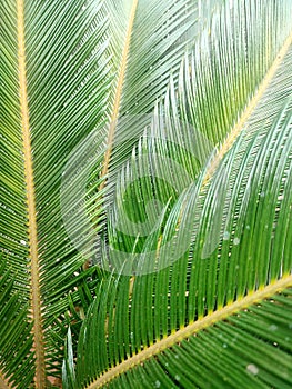 The green leaves are shaped like coconut trees but are smaller, sharper, and can pierce like thorns