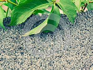 Green leaves shot close-up, on a gray stone surface