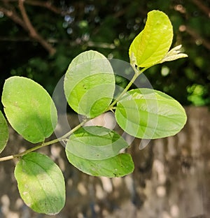 Green leaves showing articulate venation