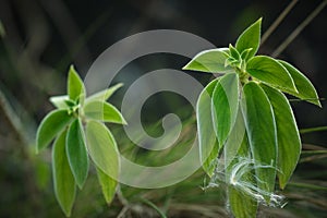 Green leaves with silver lines